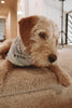 Hartley’s Customizable Dog Scarves